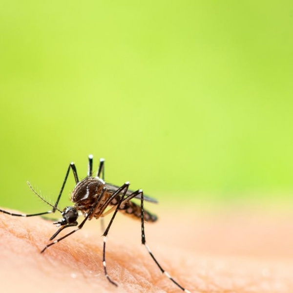 Dự kiến gia tăng các ca nhiễm virus từ muỗi trên khắp nước Úc