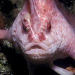 Úc: Xuất hiện cá tay hồng “đi bộ” sau 22 năm