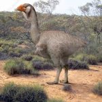 Manh mối về sự diệt vong của loài chim khổng lồ ở Úc