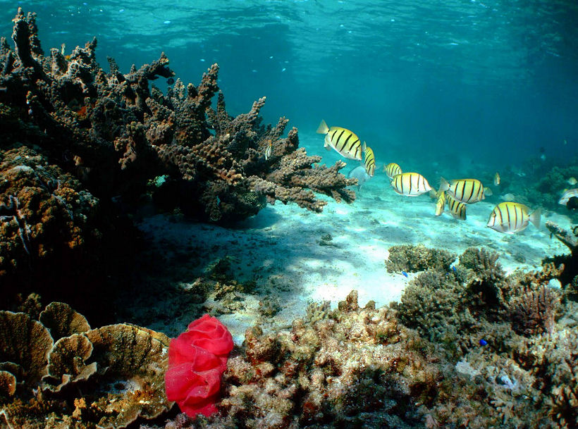 Đến Ningaloo, Úc chiêm ngưỡng rặng san hô đẹp nhất thế giới