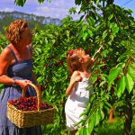 hái cherry khi du lịch Úc