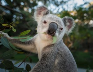 Sự nguy cấp của của các loài động, thực vật bản địa ở Úc