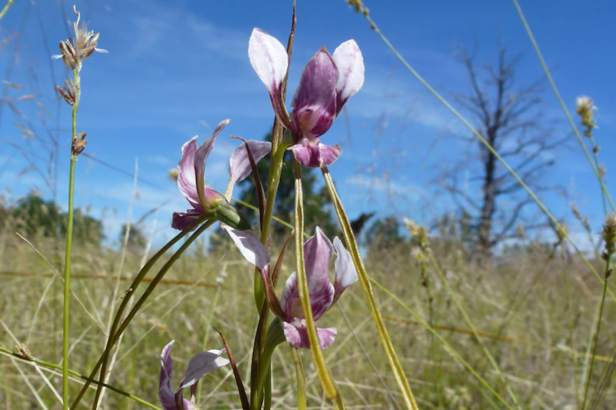 Úc: Tìm thấy đồng cỏ bí mật đầy phong lan bản địa quý hiếm