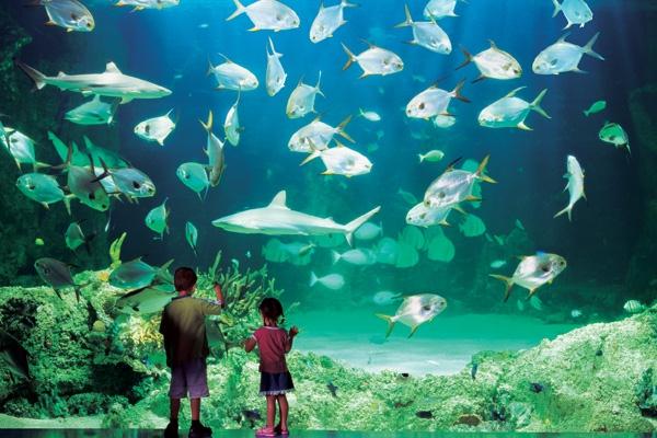 Thủy cung Sea Life Sydney Aquarium