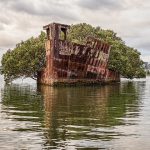 Khám phá rừng cây ngập mặn “mọc” trên một con tàu 109 tuổi ở Úc