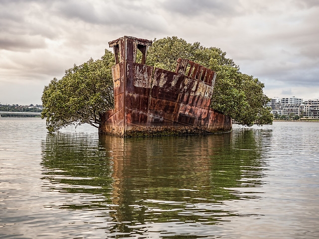 Khám phá rừng cây ngập mặn “mọc” trên một con tàu 109 tuổi ở Úc