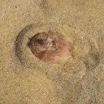 Phát hiện sinh vật biển "đầy lông" kỳ lạ di chuyển trên bãi biển Sydney (Úc)