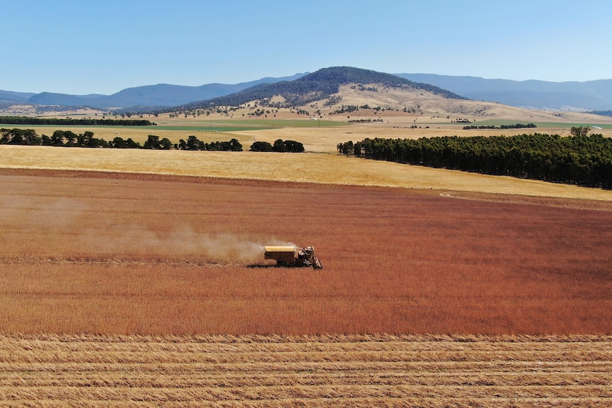 Cách nông dân trồng cây thuốc phiện ở Tasmania đứng vững trước sự bùng nổ và phá sản của ngành dược phẩm toàn cầu