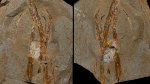 Tìm thấy "chứng tích thời tiền sử" bên một con đường tại Úc