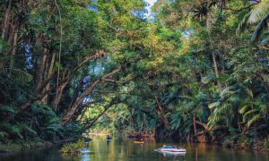 Khám phá hệ thống rừng nhiệt đới tuyệt vời của Úc