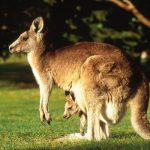 Đến 5 địa điểm sau để ngắm kangaroo tại Úc