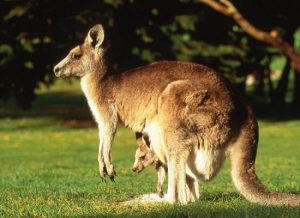 Đến 5 địa điểm sau để ngắm kangaroo tại Úc