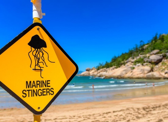 Úc cảnh báo du khách về số lượng sứa tăng trưởng mạnh vào mùa hè