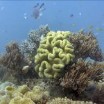 Úc chi 700 triệu USD bảo vệ rạn san hô Great Barrier