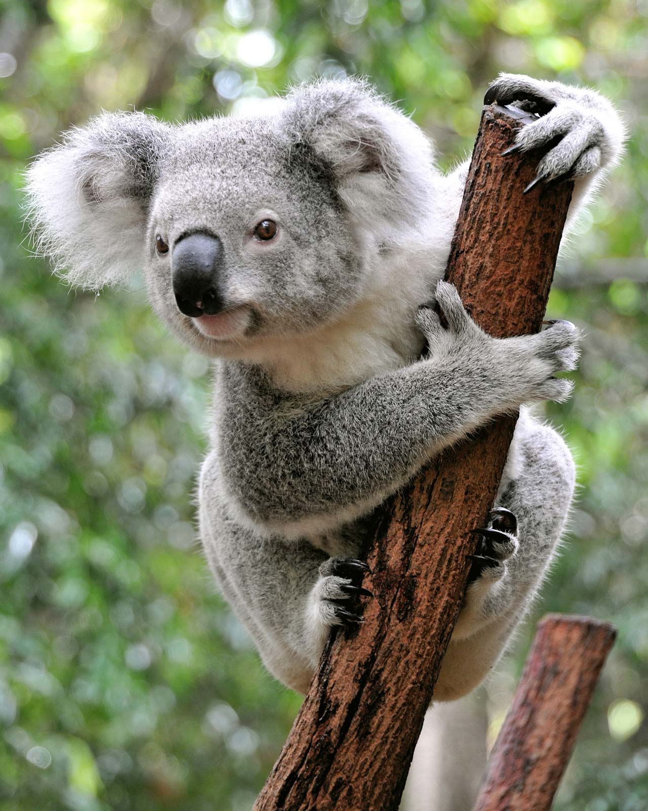 Chính phủ Úc phân bổ 50 triệu USD để bảo vệ gấu túi