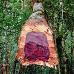 Người Trung Quốc đặt cược mạo hiểm để săn cây gỗ đắt hơn vàng tại Việt Nam