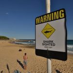 Số vụ cá mập tấn công ở Úc tăng nhanh