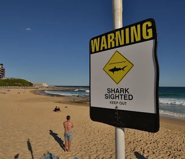Số vụ cá mập tấn công ở Úc tăng nhanh