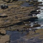Hai cha con chết thảm khi đi câu cá ngoài bãi đá ở Sydney