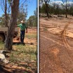 Nạn trộm dê gia tăng tại Queensland trong thời kỳ khan hiếm thịt