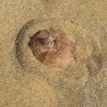 Phát hiện sinh vật biển "đầy lông" kỳ lạ di chuyển trên bãi biển Sydney (Úc)