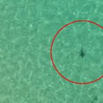 Cá mập được phát hiện tại bãi biển nổi tiếng trên Bán đảo Mornington của bang Victoria