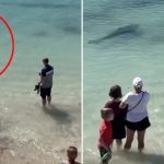 Khoảnh khắc rùng mình: Cá mập tiếp cận người dân chỉ cách vài mét tại bãi biển Tây Úc