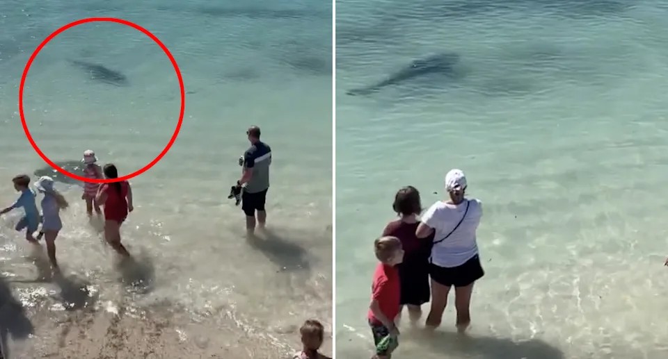 Khoảnh khắc rùng mình: Cá mập tiếp cận người dân chỉ cách vài mét tại bãi biển Tây Úc