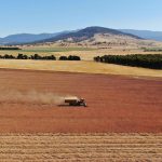 Cách nông dân trồng cây thuốc phiện ở Tasmania đứng vững trước sự bùng nổ và phá sản của ngành dược phẩm toàn cầu