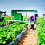 Những công việc làm thêm hot cho du học sinh tại Úc