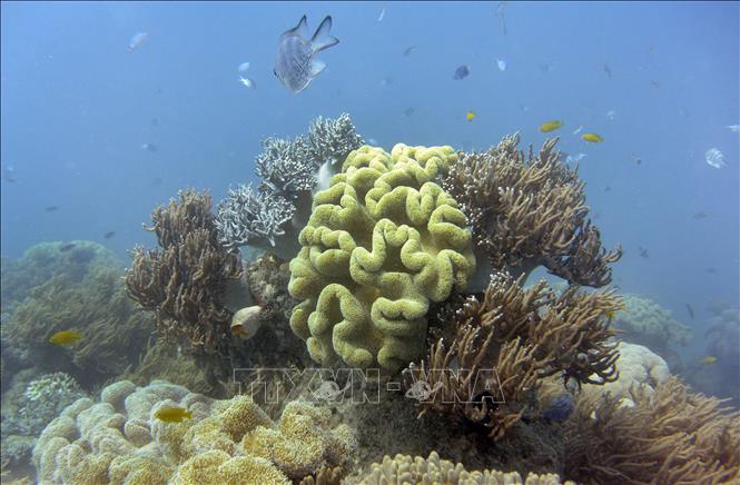 Úc chi 700 triệu USD bảo vệ rạn san hô Great Barrier
