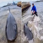 Cá mập bò gây chấn động ngư dân ở cảng Sydney