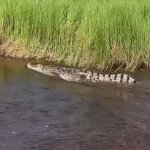 Cá sấu dài hai mét được phát hiện tại điểm bơi lội nổi tiếng ở Úc