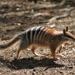 Hy vọng mới cho việc hồi sinh loài động vật biểu tượng của Úc