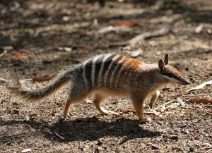 Hy vọng mới cho việc hồi sinh loài động vật biểu tượng của Úc