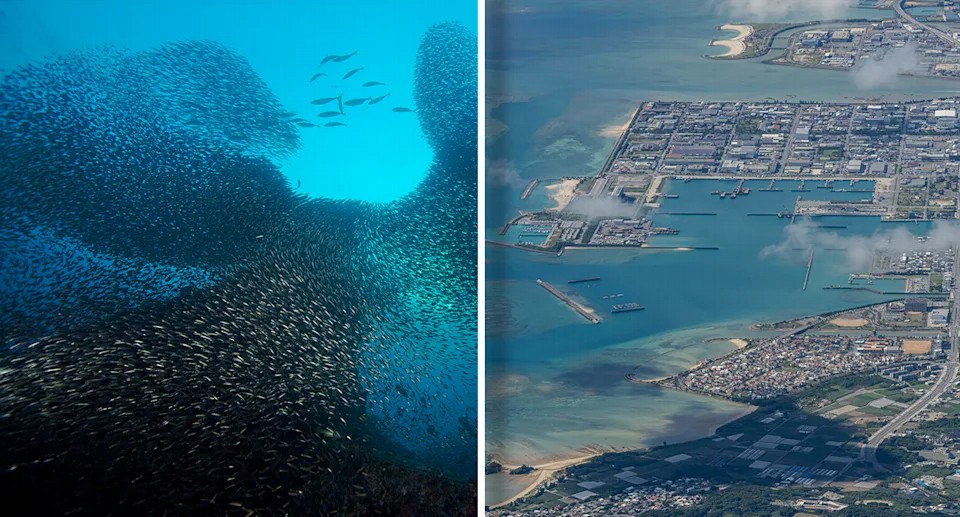 Úc cảnh báo "kẻ giết người thầm lặng" ở đại dương sắp làm hại 84% rạn san hô