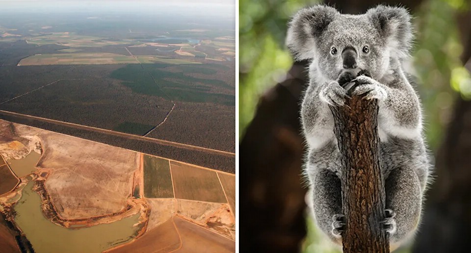 Cảnh báo sự tuyệt chủng của các loài động vật biểu tượng Úc trong những thập kỷ sắp tới