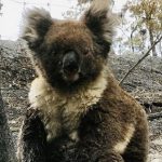 Gấu túi chính thức trở thành loài "có nguy cơ tuyệt chủng" ở một số bang của Úc