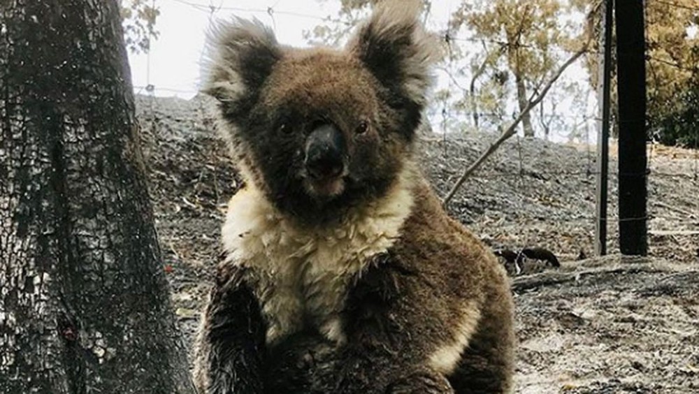 Gấu túi chính thức trở thành loài "có nguy cơ tuyệt chủng" ở một số bang của Úc
