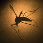"Thảm họa" muỗi hoành hành tại bờ biển phía đông nước Úc