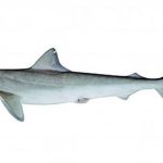 Các nhà khoa học Úc chứng minh loài cá mập mang thai và phát triển giống người