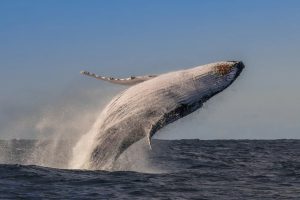 Cá voi lưng gù không còn bị xếp vào danh sách nguy cấp tại Úc