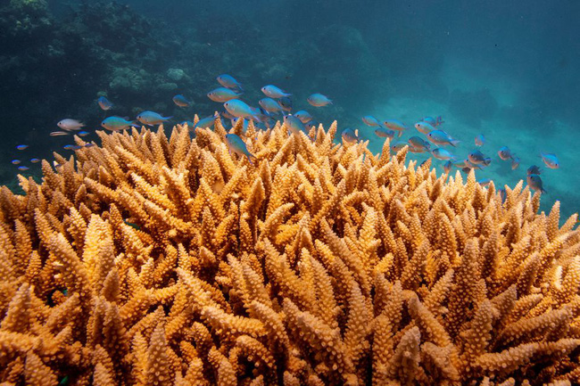 Rạn san hô Great Barrier của Úc bị UNESCO xếp vào danh sách “đang gặp nguy hiểm”