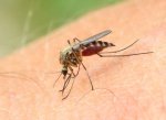 NSW Health đưa ra lời khuyên phòng bệnh viêm não Nhật Bản