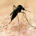 Cảnh báo bệnh do muỗi truyền nhiễm ở Nam Úc