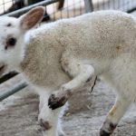 Chú cừu đột biến 5 chân với tỉ lệ xuất hiện 1/1 triệu
