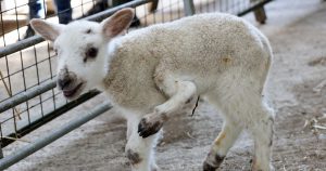 Chú cừu đột biến 5 chân với tỉ lệ xuất hiện 1/1 triệu