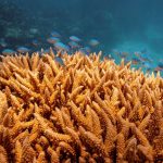 Rạn san hô Great Barrier của Úc bị UNESCO xếp vào danh sách “đang gặp nguy hiểm”