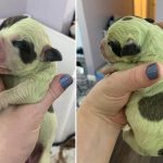 Chú chó con chào đời với bộ lông màu xanh lá độc lạ