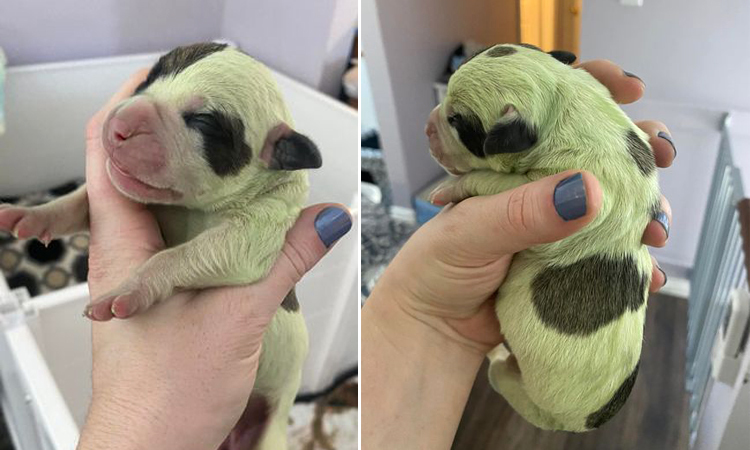Chú chó con chào đời với bộ lông màu xanh lá độc lạ